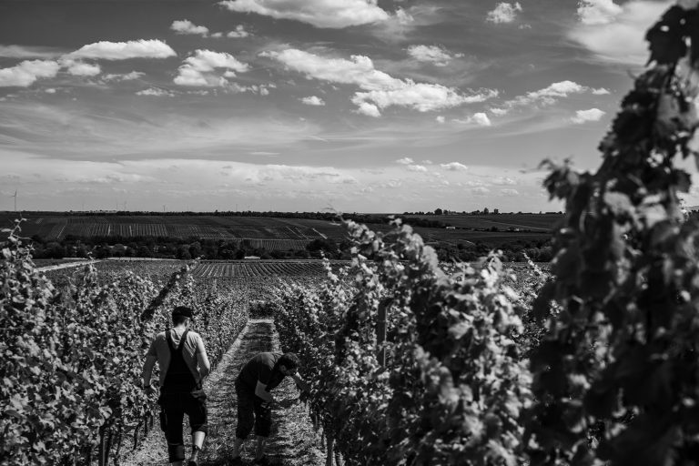 Zwei Männer gehen durch Weinstöcke von Terra Preta Weingut Rheinhessen